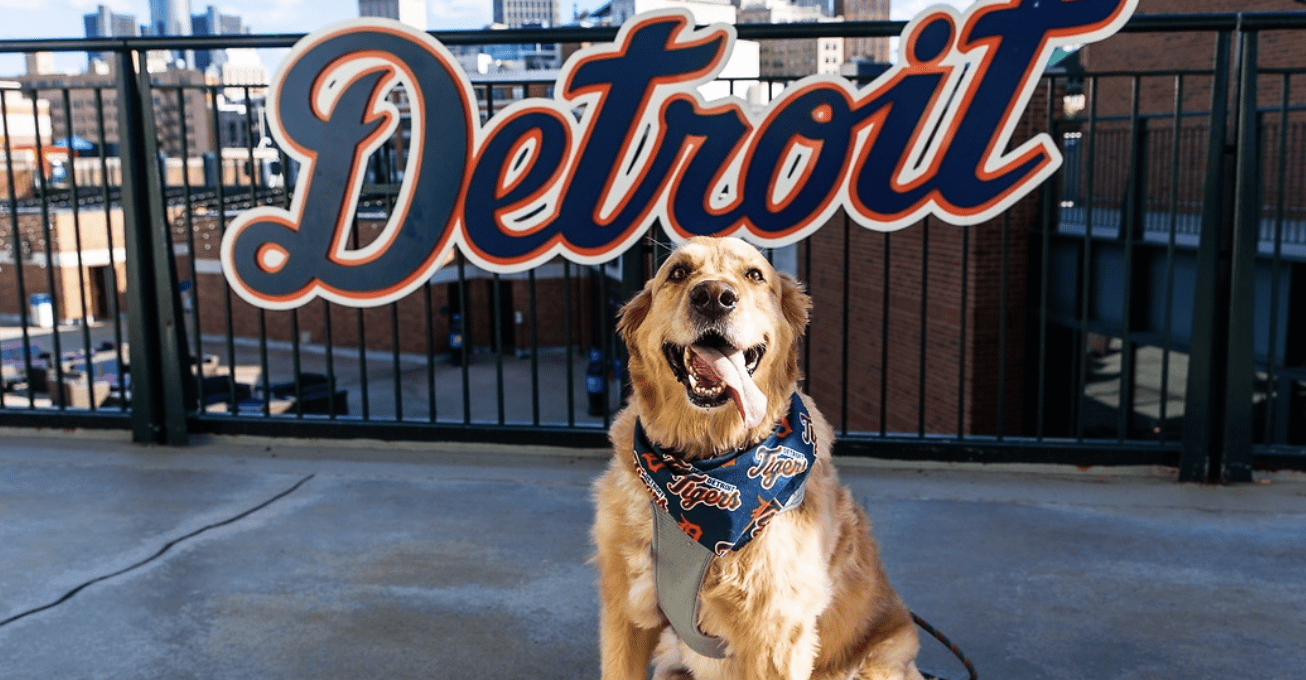 Detroit Tigers Dog 