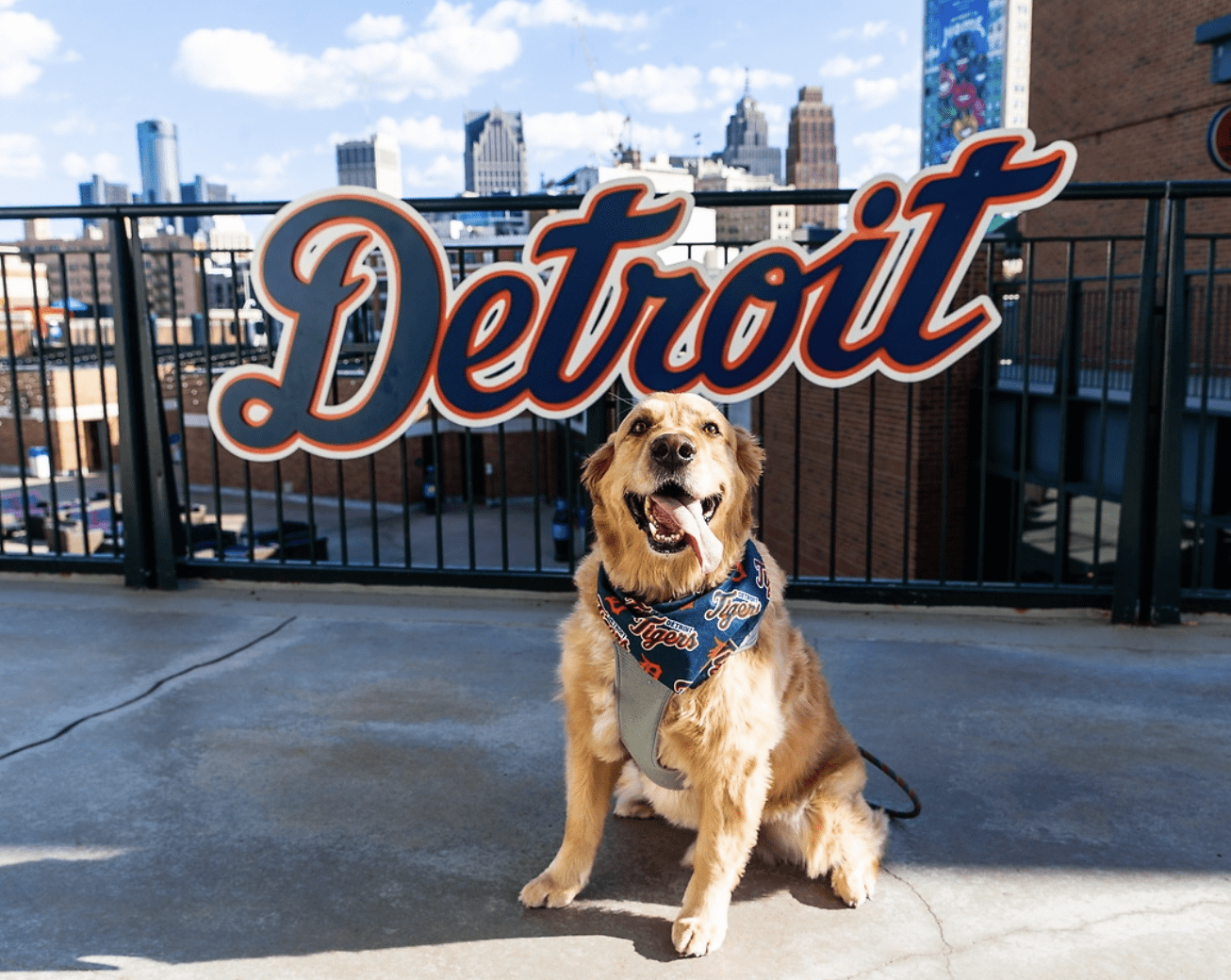 Look at the cute dogs Detroit Tigers fans brought to Comerica Park