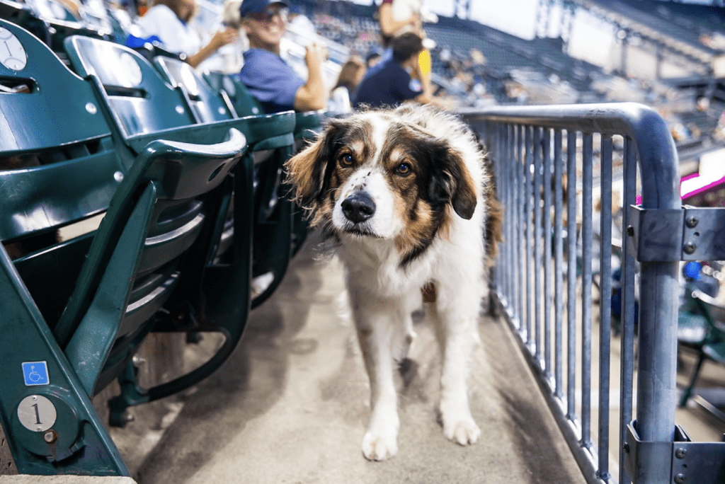 Detroit Tigers Invite Dog Lovers to Bark in the Park at Comerica Park -  Ilitch Companies News Hub